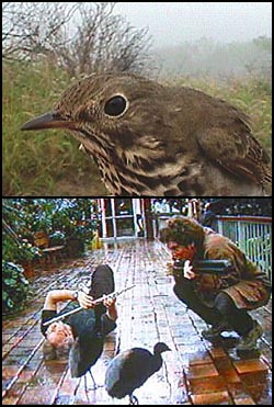 Entertaining Science -- WHY DO BIRDS SING? image